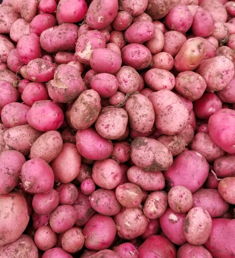 Pomme de terre rouge (2 1/2 lbs) Boutique Goûtez AT