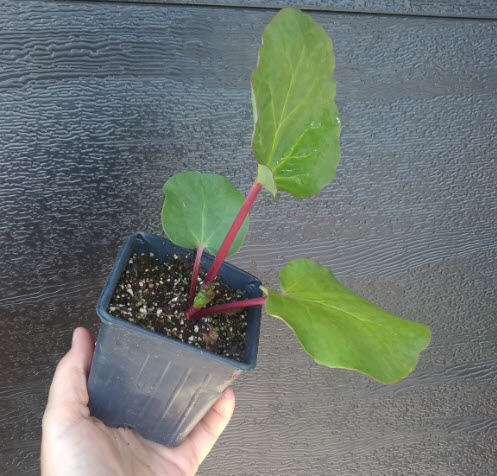 Plant Rhubarbe bio