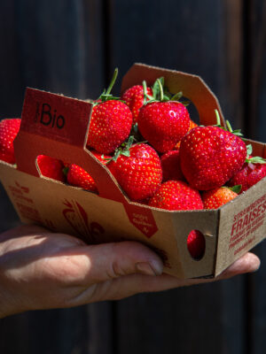Fraise bio Ferme Nordvie