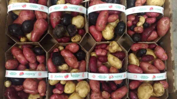 Patates grelots bio Ferme Nordvie
