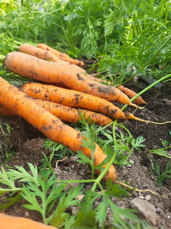 Carottes en sac
