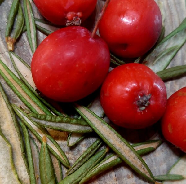 Gelée de pommettes et thé du Labrador – Image 3