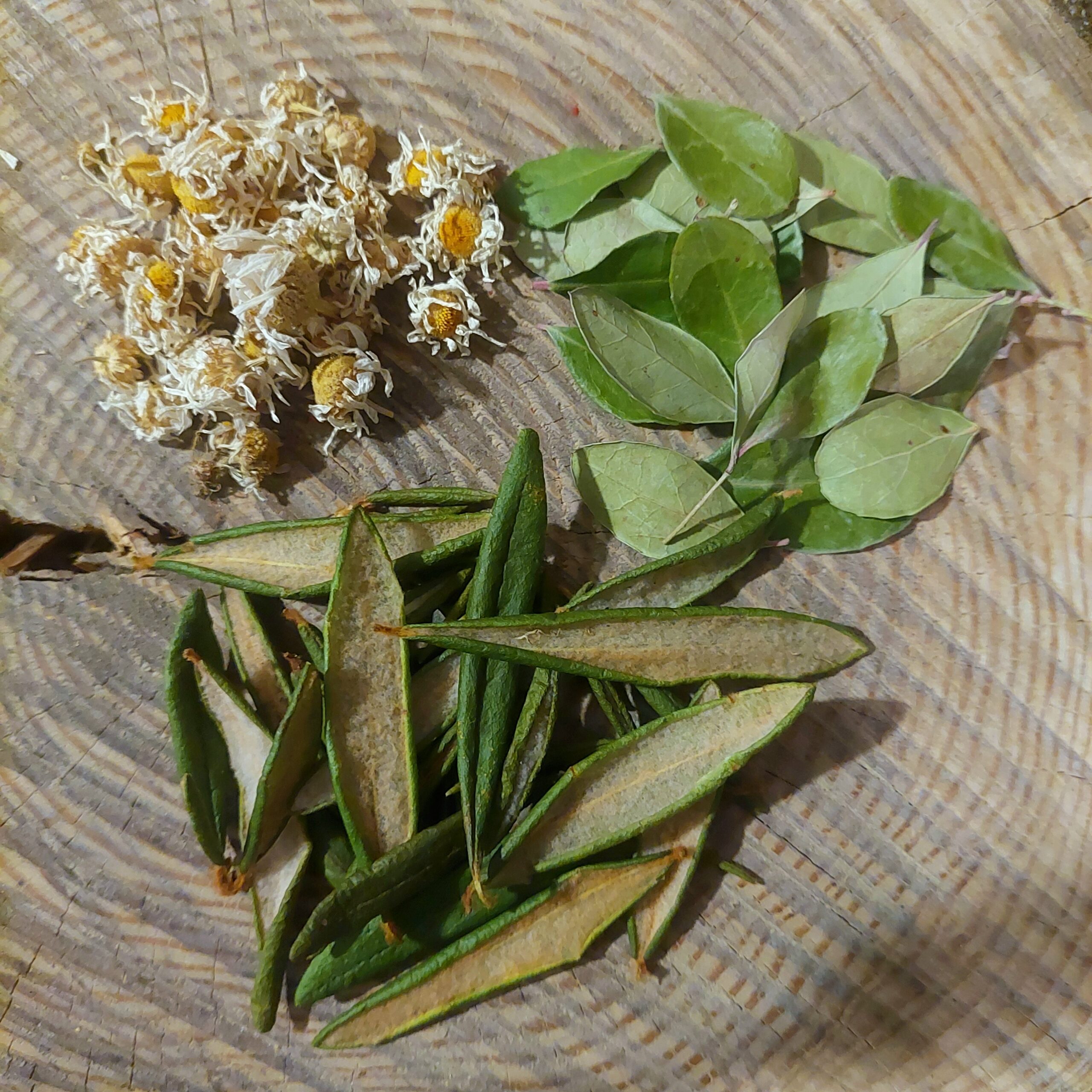 Ensemble Découverte - Tisanes Boréales – Image 3