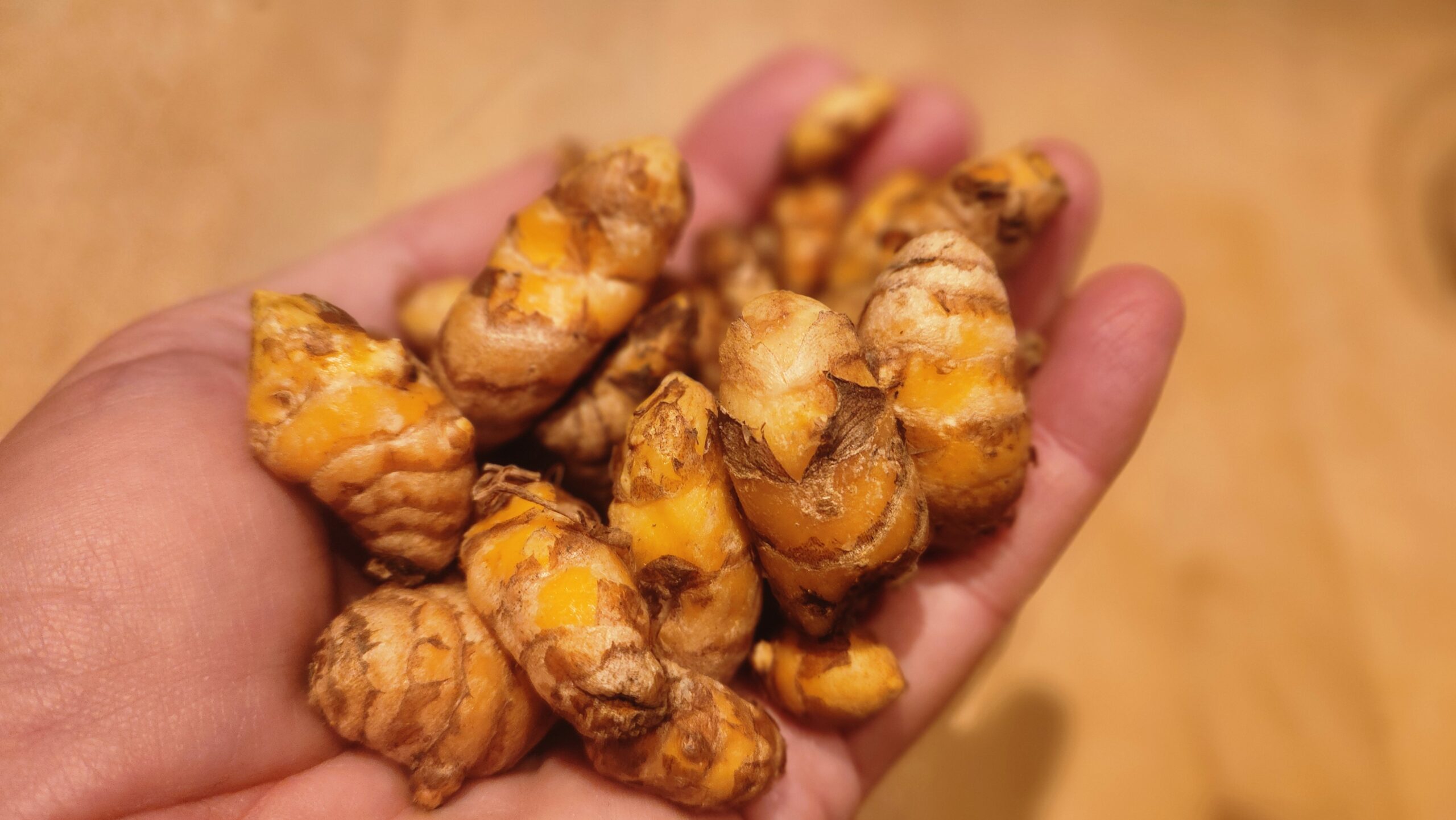 Curcuma frais